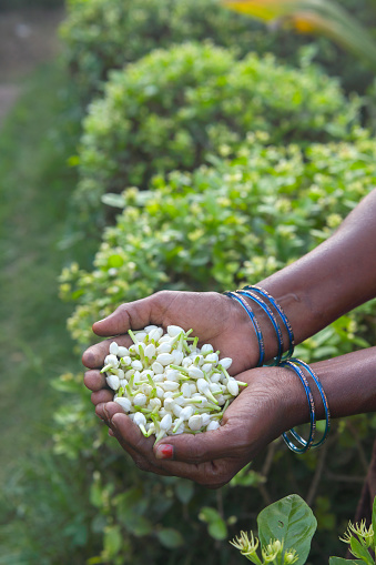 Indain woman holding a bunch of Jasmine flowers