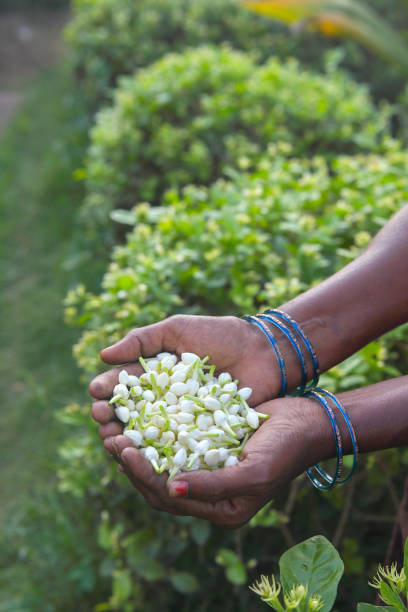 Indain woman holding a bunch of Jasmine flowers stock photo