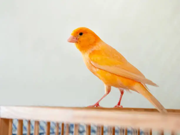 Photo of Male Curious orange canary looks straight sitting on a cage on a light background.