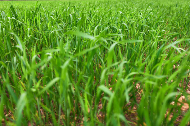 istock field of green grass or wheat in spring 1393275533