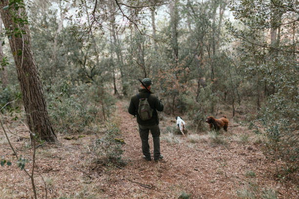 istock Man with his rifle walking into woods with his two dogs 1393276805