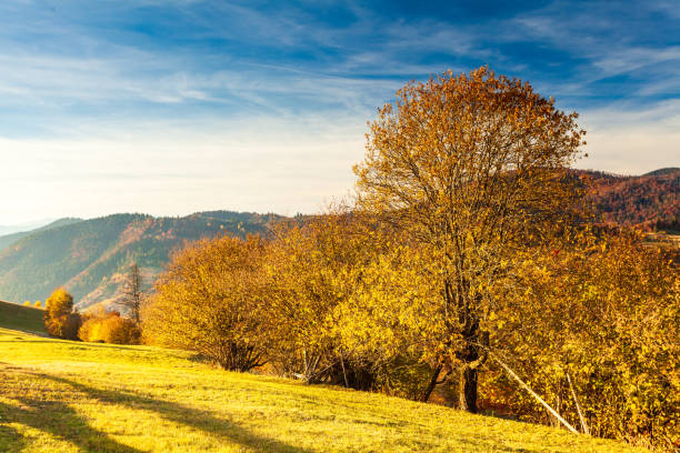 istock Panoramic view of Ukraine countryside, lonely windy tree, rolling hills and green fields at sunset. Carpathians, Synevyr pass. 1393277781