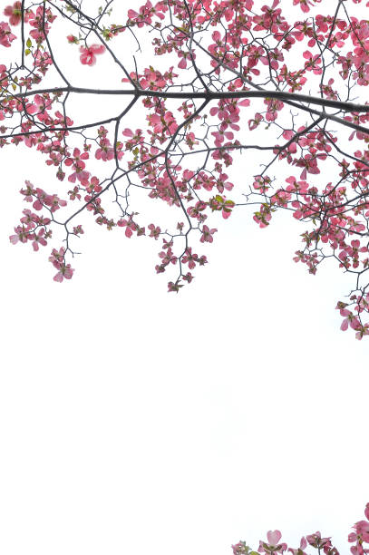 istock Red Dogwoods with Copy Space 1393278958