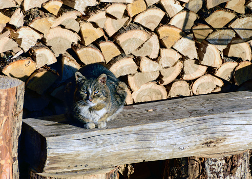 cat warms up in the first morning sun, view of the backyard in the early spring morning, firewood for the winter, morning