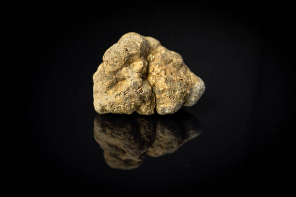 italian white alba truffle - white truffle imagens e fotografias de stock