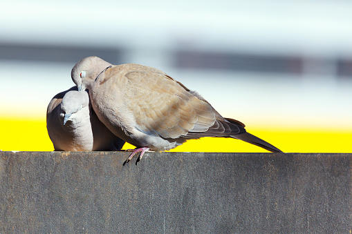 Pigeons love each other . Kissing birds