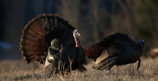 istock wild turkey in nature during autumn 1393284307