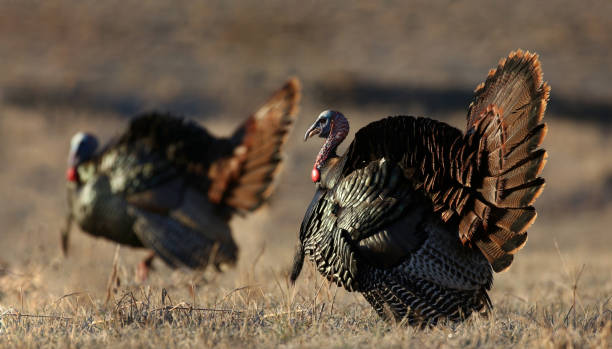 istock male wild turkey in nature 1393284348