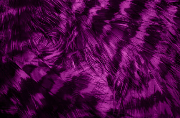 istock purple hawk feathers with visible detail. background or texture 1393284360