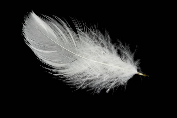 istock white feather of a goose on a black background 1393284372