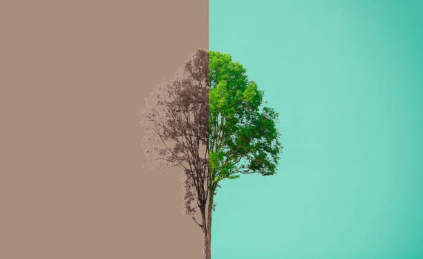 concetto ambientale alberi freschi e secchi su priorità bassa verde - esg foto e immagini stock