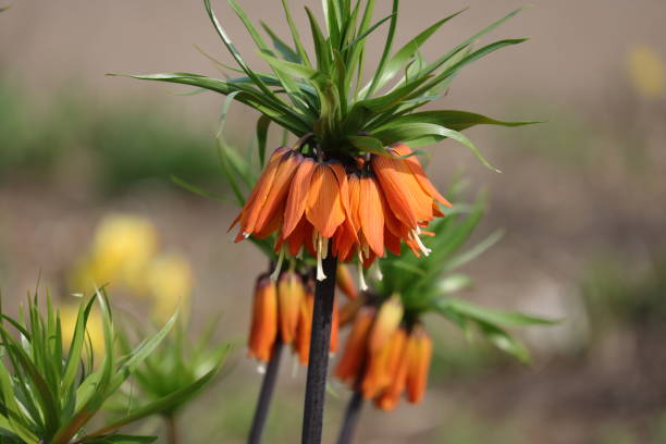 istock Flowers of crown imperial blooming in the spring. 1393286073