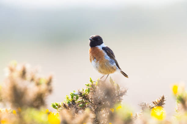 maschio stonechat (saxicola rubicola) arroccato sulla cima della ginestra - sizewell b nuclear power station foto e immagini stock