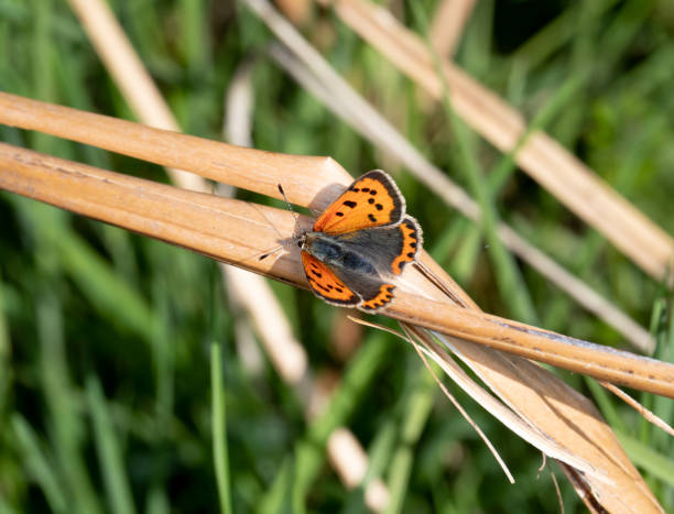 small copper butterfly (lycaena phlaeas) on a piece or straw - small copper butterfly imagens e fotografias de stock