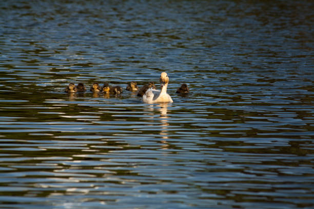 Headshot of a young Canada goose (Branta canadensis) gosling.