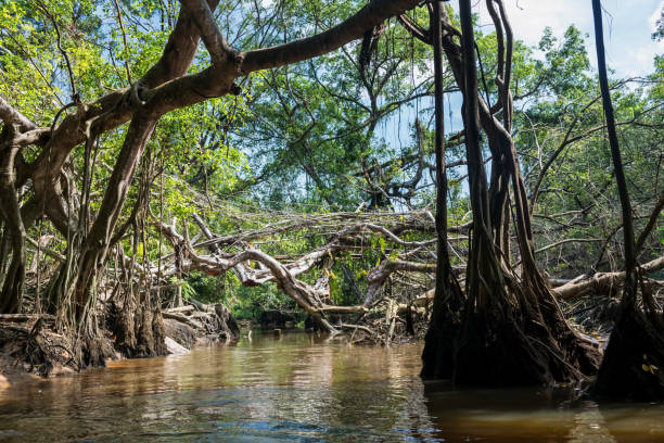 istock little amazon called Sang Nae canal in Phang Nga 1393290063