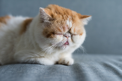 Adorable yellow Exotic shorthair cat sleep or nap on gray sofa bed. Lazy pet animal relax in living room with copy space for text. Human best friend.