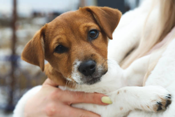 Jack Russell Terrier. Cute three-month puppy in arms. Outdoors. Selective focus stock photo