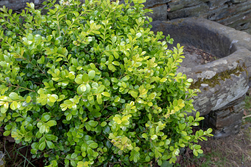 Buxus sempervirens, common box, European box or boxwood bright green bush plant in the garden