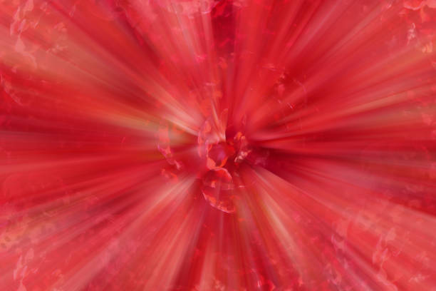 beautiful red laser and technology on blur red rose flower background, brochure, template, banner, copy space