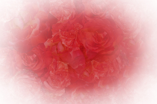 blur red roses flower background on white and red background, nature, template, banner,name card, copy space