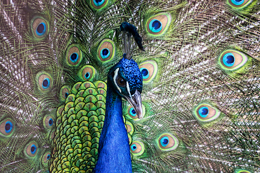 Peacock  or Peafowl (Pavo cristatus) looking at the camera.