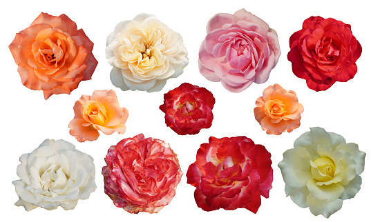 eleven roses flower, multicolored rosebuds on a white background, nature, fashion, decor