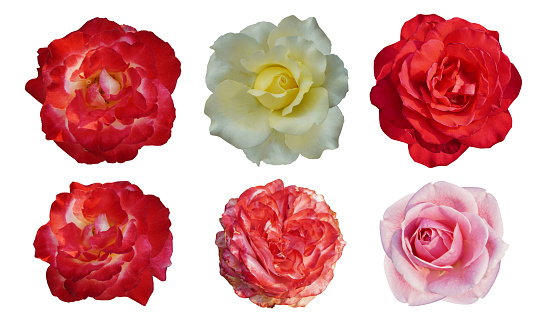 six roses flower, multicolored rosebuds on a white background, nature, fashion, decor
