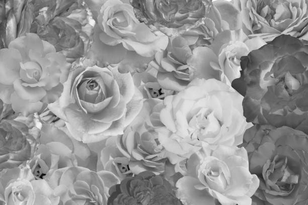 white and black picture, beautiful roses flower on background, nature, banner, template,background white and black picture, beautiful roses flower on background, nature, banner, template,background black and white rose stock pictures, royalty-free photos & images