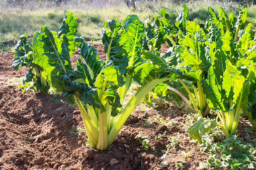 Organic cultivation of chard plants, Beta vulgaris, Mediterranean vegetable