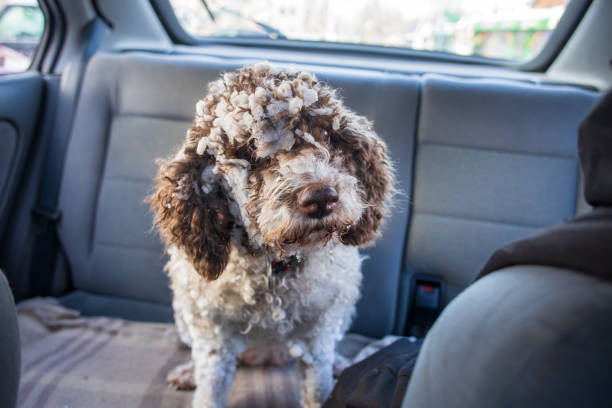 A cute poodle dog is in a car in the passenger seat, while it's owner is petting it through the window.