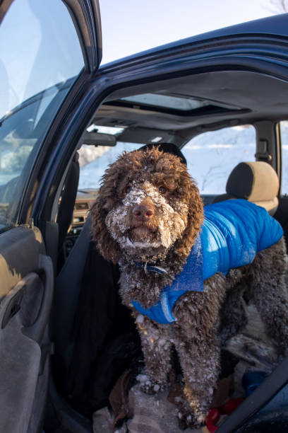 istock dog covered in snow standing in car back seat 1393309887
