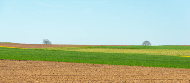 istock Fields of rapeseed and wheat in the countryside in spring. 1393312039