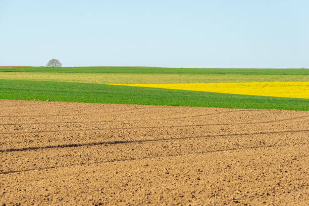 istock Fields of rapeseed and wheat in the countryside in spring. 1393312042