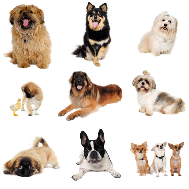 коллекция с собаками - 3391 стоковые фото и изображения