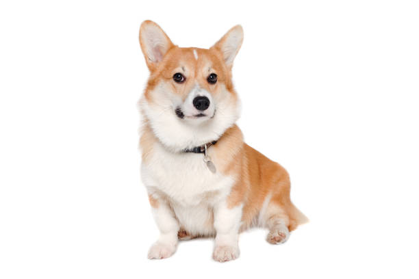 Corgi galés Pembroke perro - foto de stock