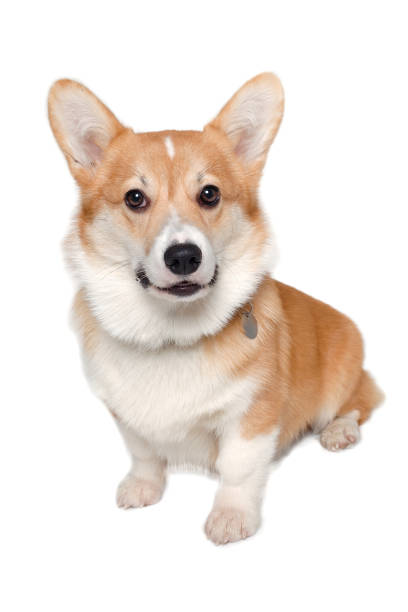 istock Welsh Corgi Pembroke dog 1393313188
