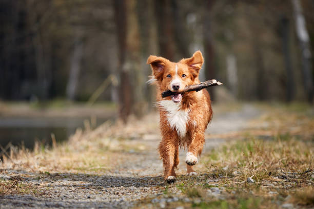 Front view of fast running happy dog