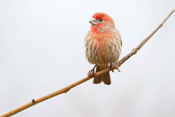 House Finch (Haemorhous mexicanus) male sitting on branch at Jamaica Bay refuge, New Jersey, USA stock photo