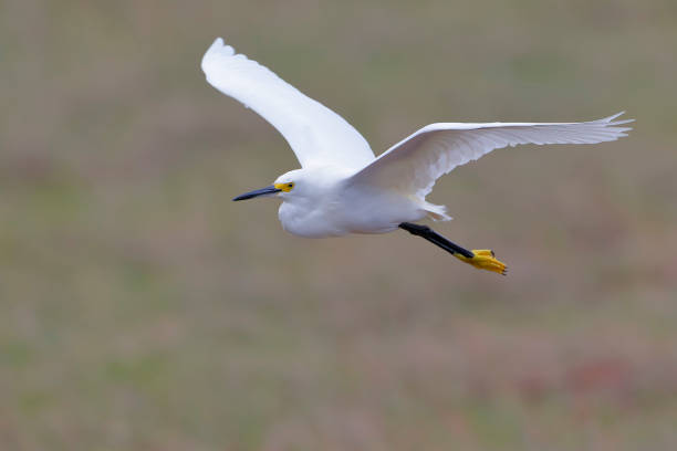 snowy egret (egretta thula) in volo a merritt island nwr, florida - wading snowy egret egret bird foto e immagini stock