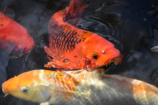 Bright Colored Koi Fish in a Pond