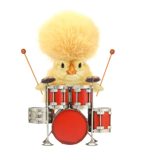 Cute cool chick musician with drums funny conceptual image. Music art chicken drummer concept. Funny baby animals photo stock photo