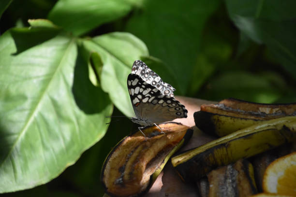 istock White and Gray Butterfly on Rotting Fruit 1393337646