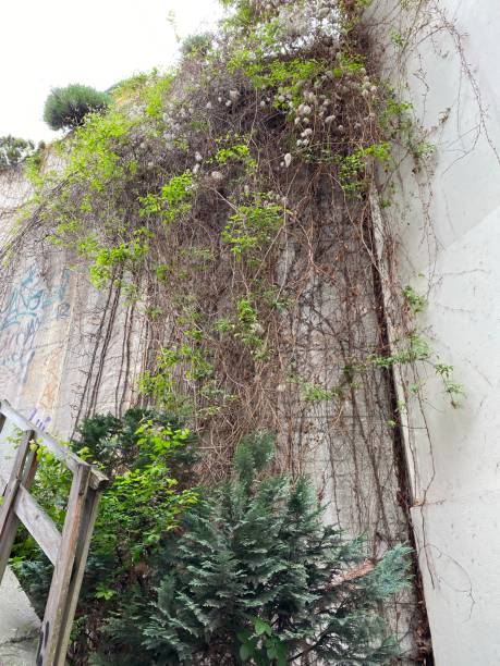 istock Wall covered in wines and other plants 1393338175