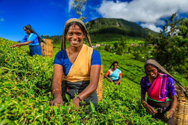 Tamil women plucking tea leaves on plantation, Ceylon Tamil women plucking tea leaves near Nuwara Eliya, Sri Lanka ( Ceylon ). On the background - Pidurutalagala or Mount Pedro in English the tallest mountain (2,524 m / 8,281 ft)in Sri Lanka. Sri Lanka is the world's fourth largest producer of tea and the industry is one of the country's main sources of foreign exchange and a significant source of income for laborers. sri lankan culture stock pictures, royalty-free photos & images