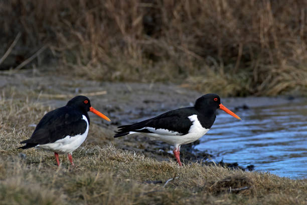 istock Eurasian oystercatcher (Haematopus ostralegus) 1393342126