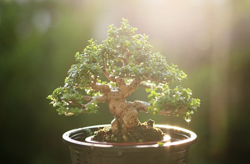 Beautiful bonsai tree, small bonsai plant growing green on brown pot over sunrise in the morning in nature background. Concept of bonsai, gardening, natural, abstract, art, Japanese