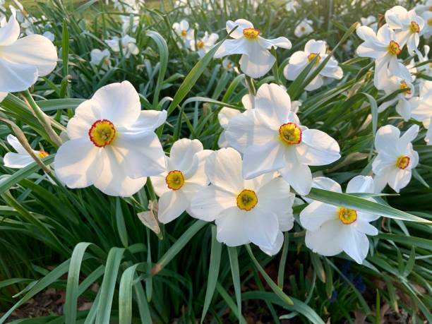 istock Daffodils in Flower Garden 1393343370