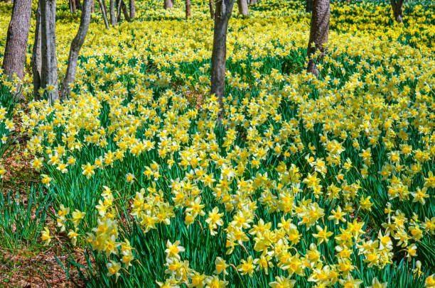 daffodils in the wood - daffodil spring flower new england imagens e fotografias de stock