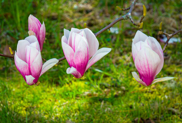 magnolia blossoms - daffodil spring flower new england imagens e fotografias de stock